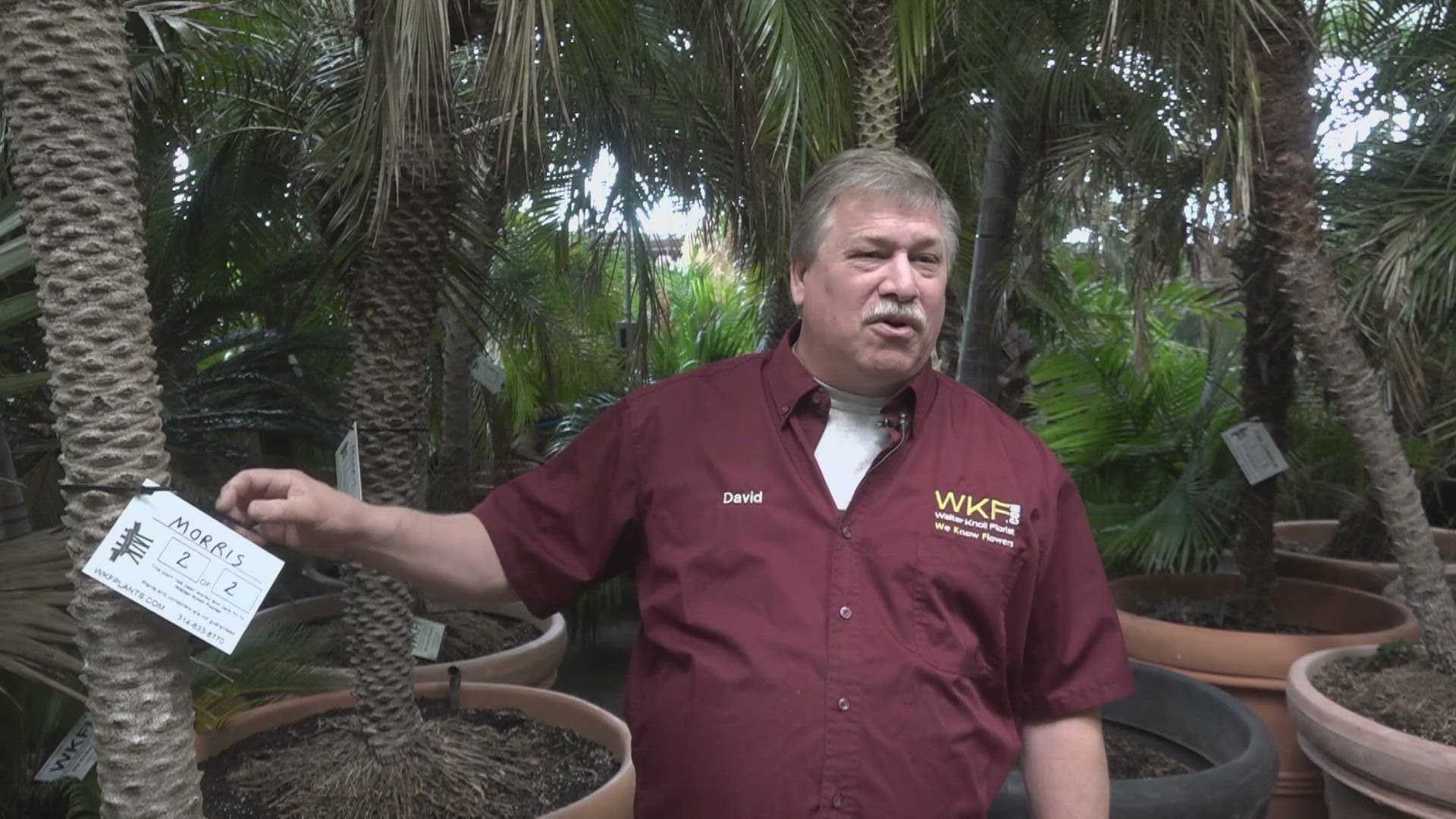 Tropical trees, stored in a heated warehouse over winter, brighten up St. Louis each spring.