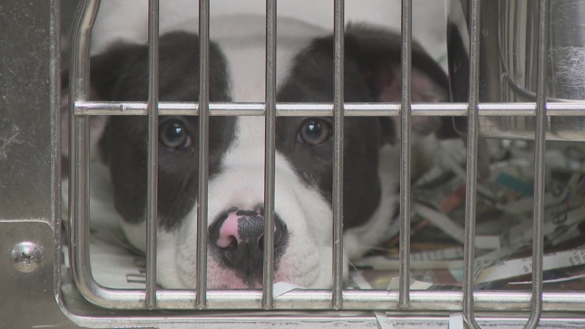 St. Louis County plans to pause volunteering at its animal shelter next year. The health director calls it a temporary move.