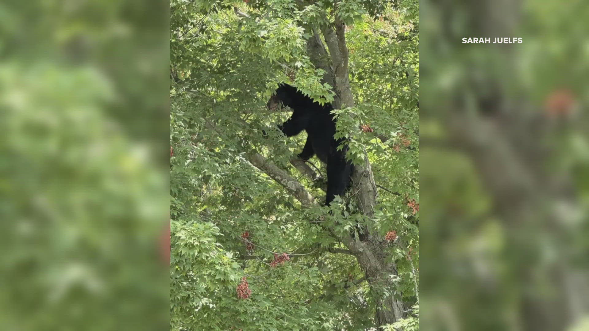 The black bear was seen near Croatia Drive outside of town and in city limits in the wooded area behind Oak Tree Drive. Illinois State Police have been notified.