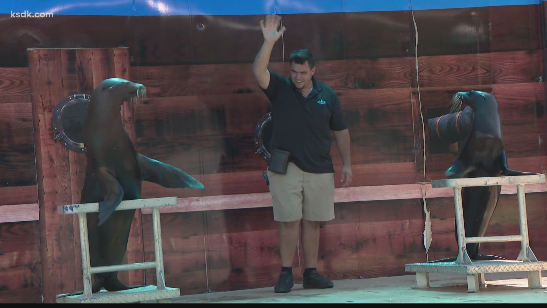 It is the only traveling sea lion show in the United States, and it’s here for a limited time.