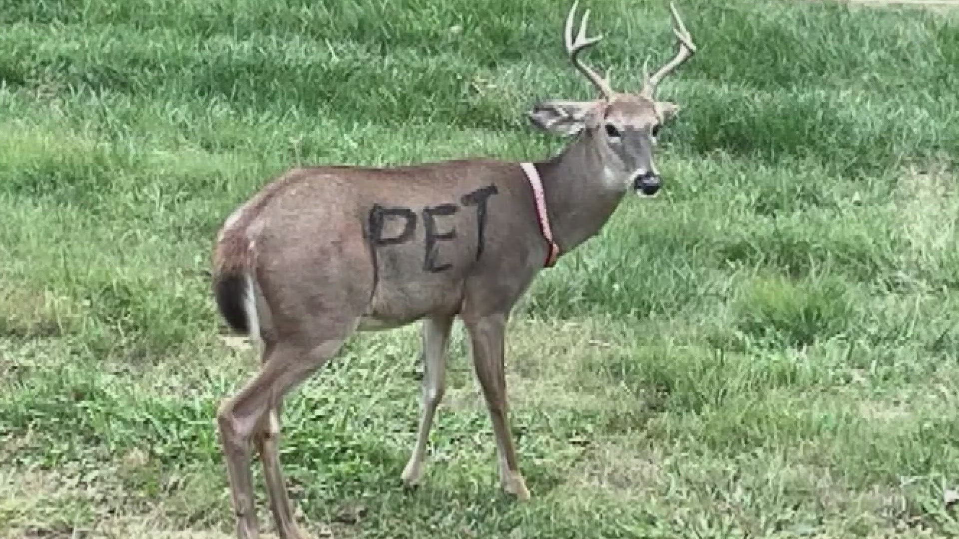Deer are wild animals, not pets, as the Jefferson County Sheriff's Office and the Missouri Department of Conservation reminded residents. Deer are wild animals.