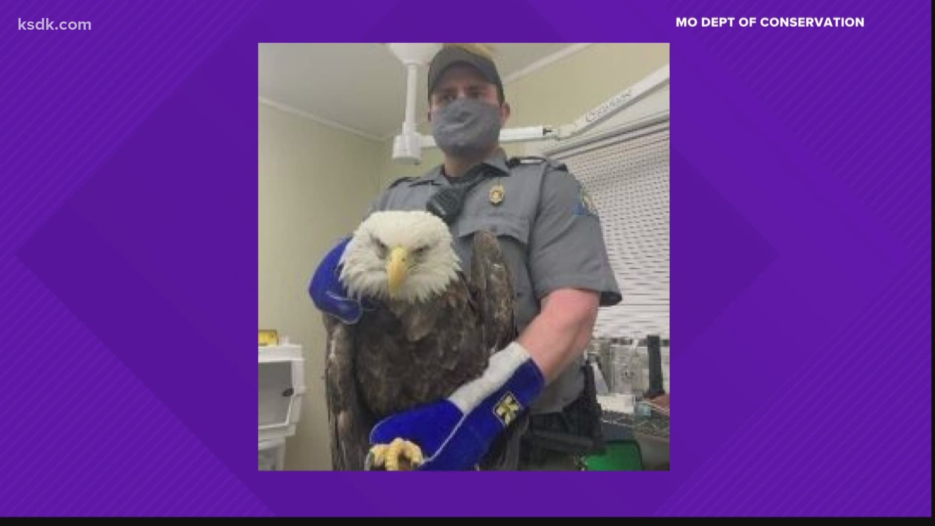 The bald eagle had to be euthanized due to severe tissue and bone damage, MDC confirmed. The shooting happened in southern Washington County earlier this month