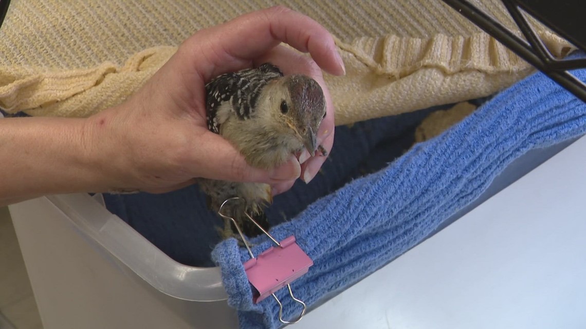 Woman helps birds heal at St. Louisarea bird rehabilitation facility