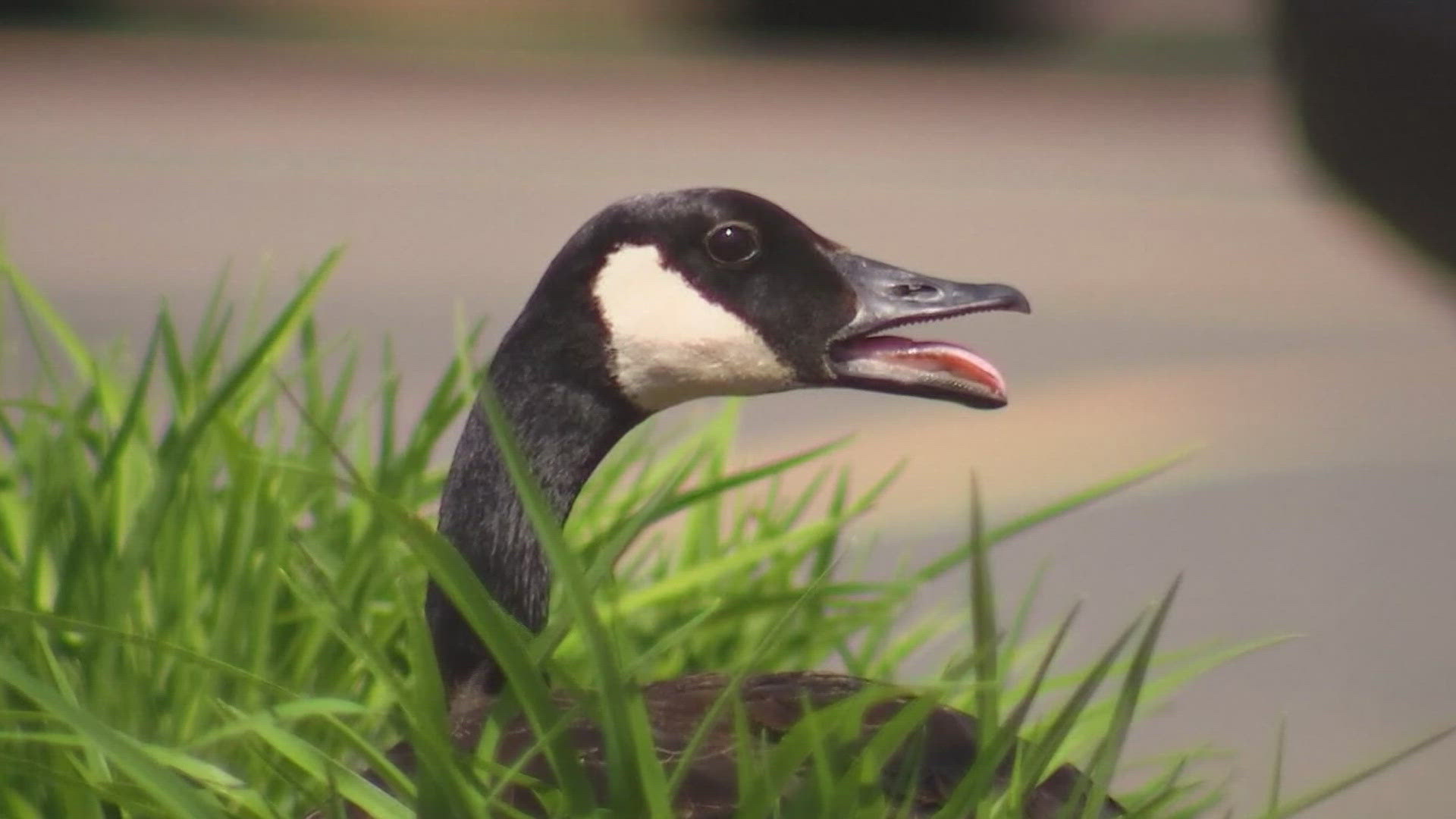 Brentwood has a geese problem. The city had to remove 19 Canadian geese last month for causing health and safety issues at Brentwood Park.