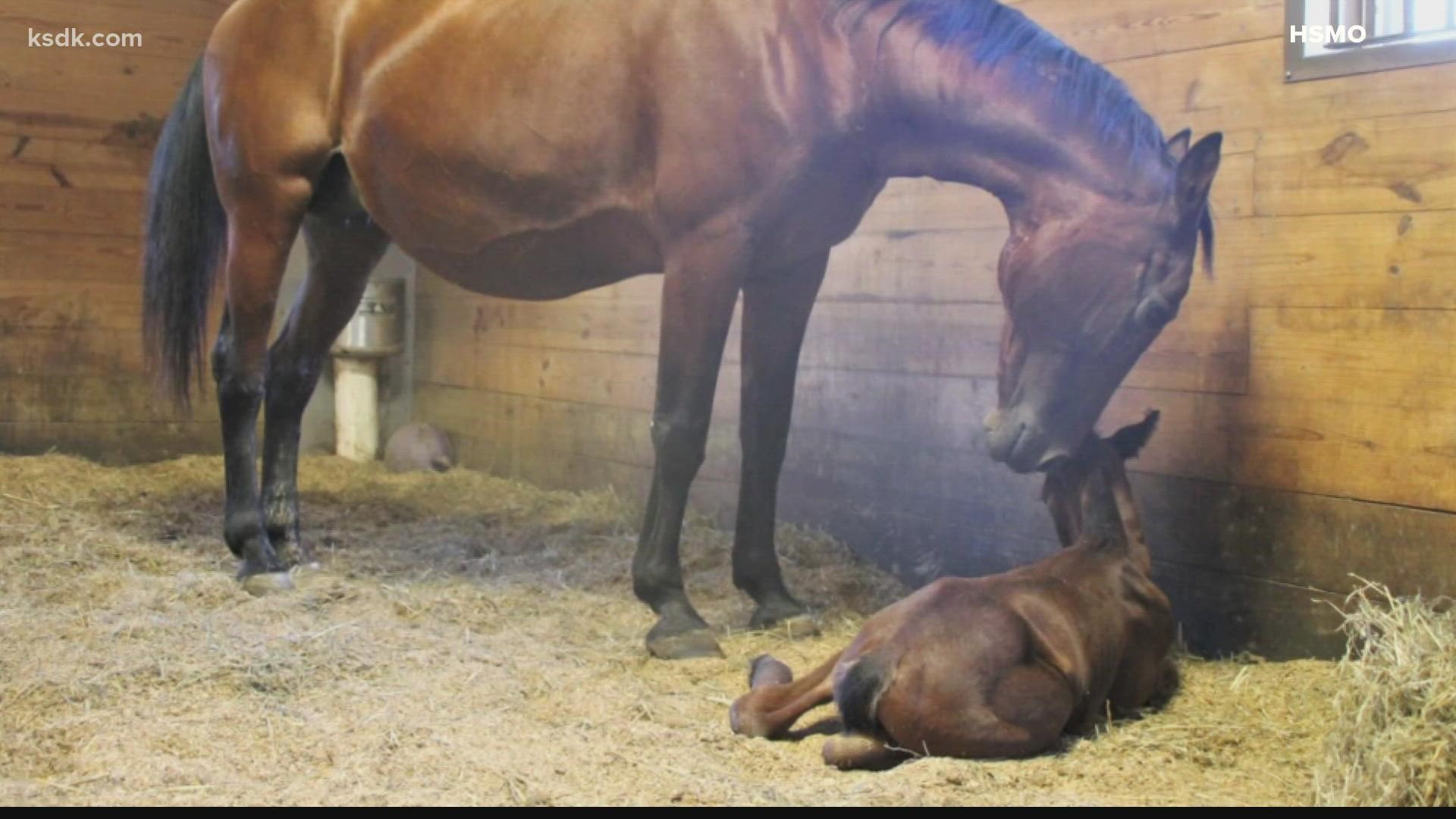 Journey, 20, gave birth to a colt (a boy) early Monday morning at the Humane Society of Missouri’s Longmeadow Rescue Ranch.