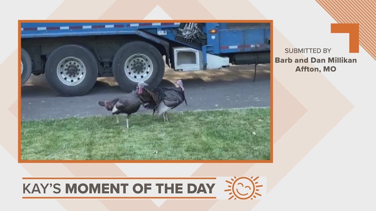Kay's Moment of the Day: Turkeys talking trash in Affton