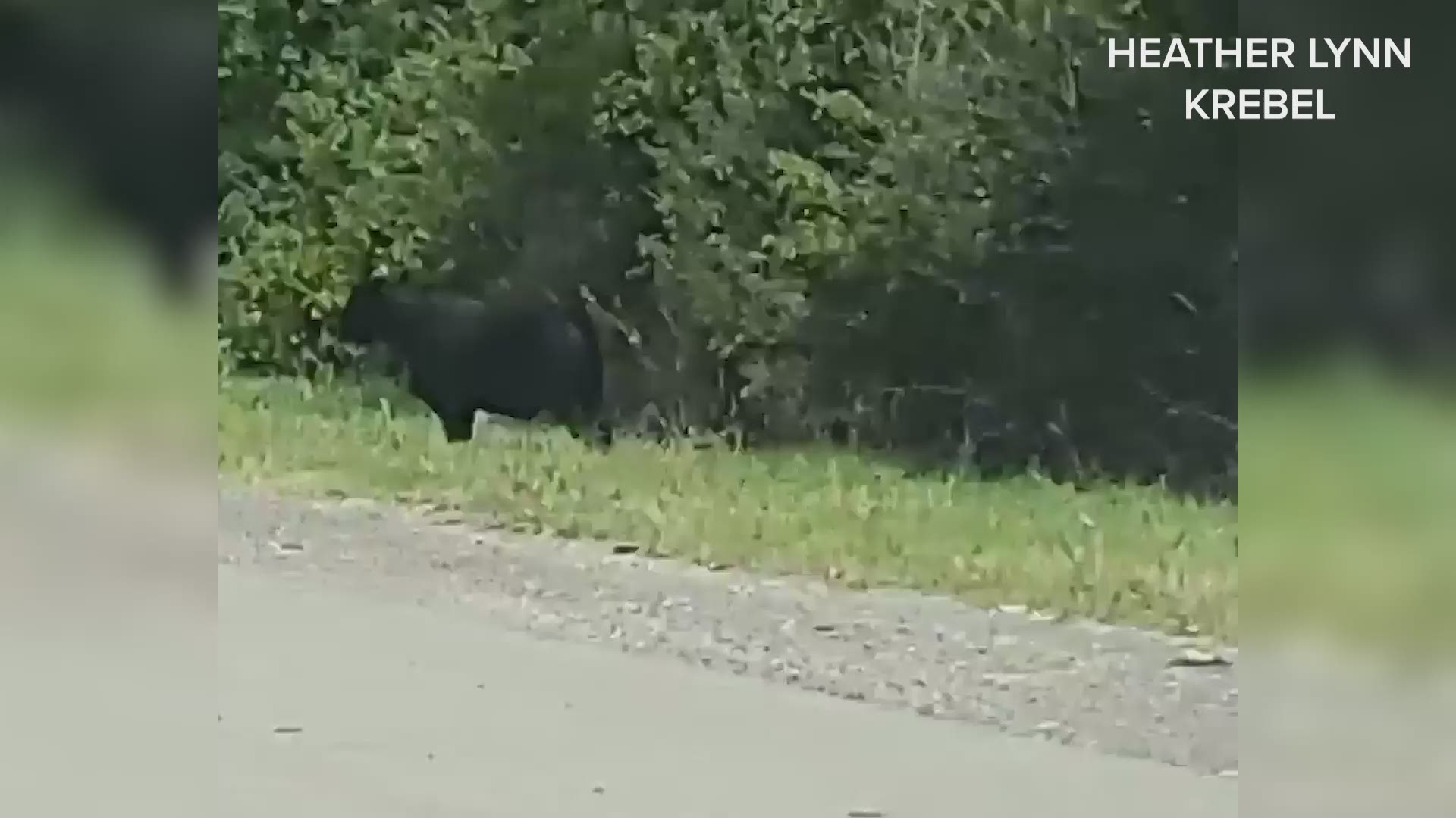 The police were able to get the bull off to the side of the road where the owners picked it up.
