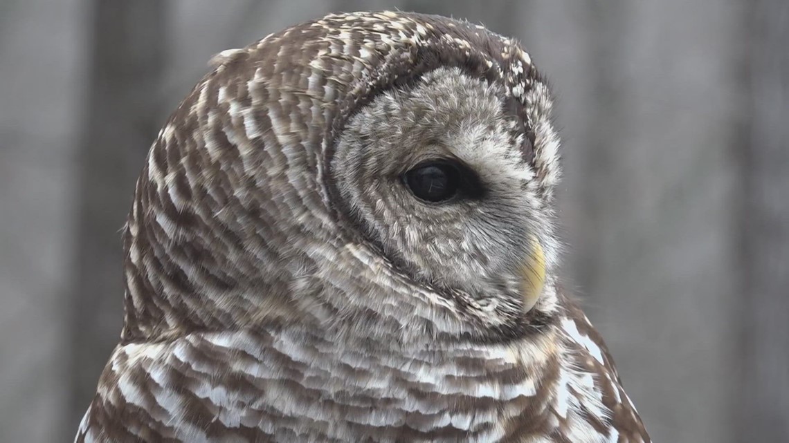 St. Louis enters season for owls to get stuck in home chimneys