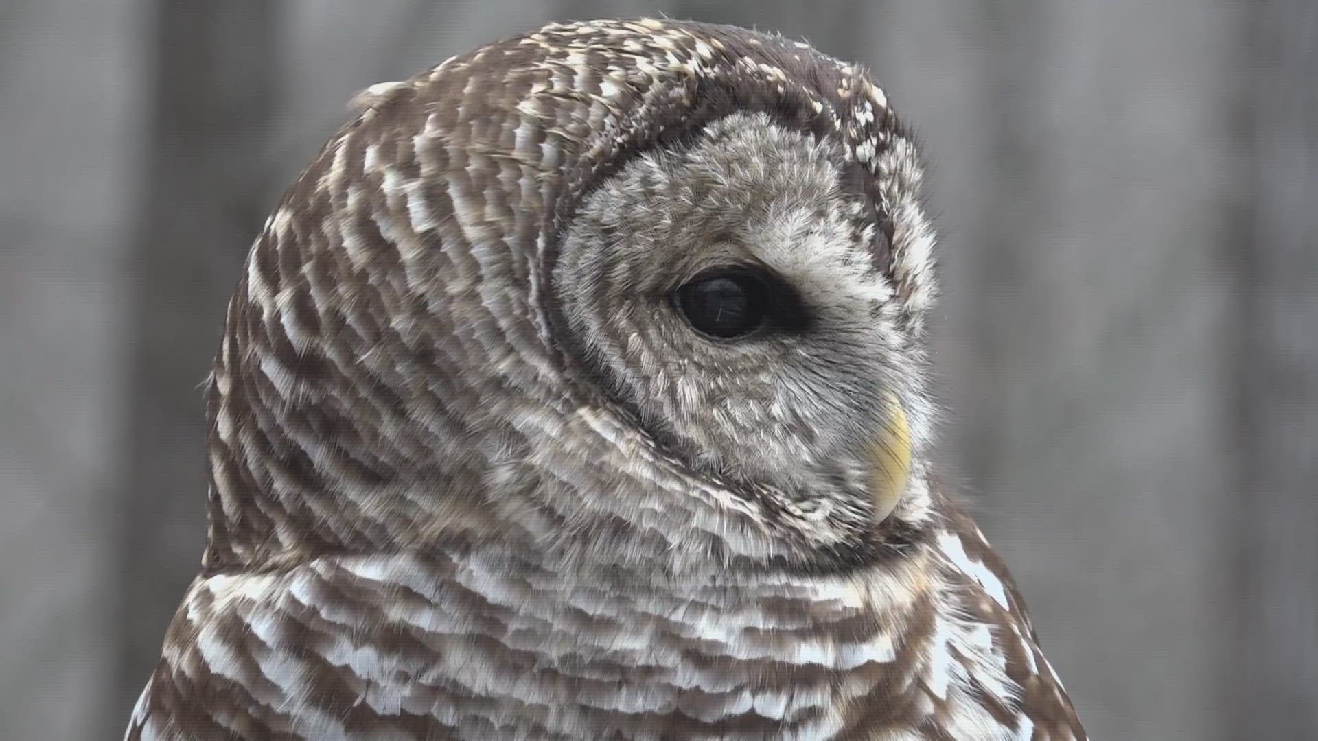 Yes, there is a season for owls getting stuck in chimneys in St. Louis.