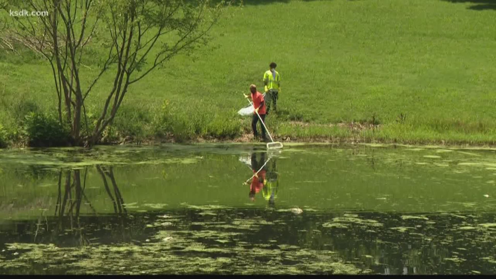 Workers are removing decaying fish and circulating the water to stabilize the lake.