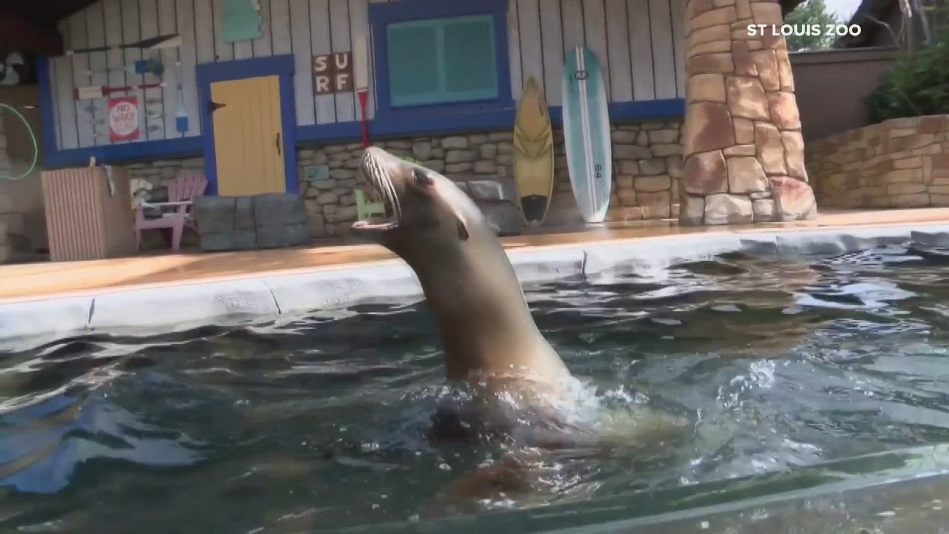 Monday is the start of sea lion spring training at the Saint Louis Zoo. They'll rehearse at 1 p.m. and 3 p.m. every day through March 26.