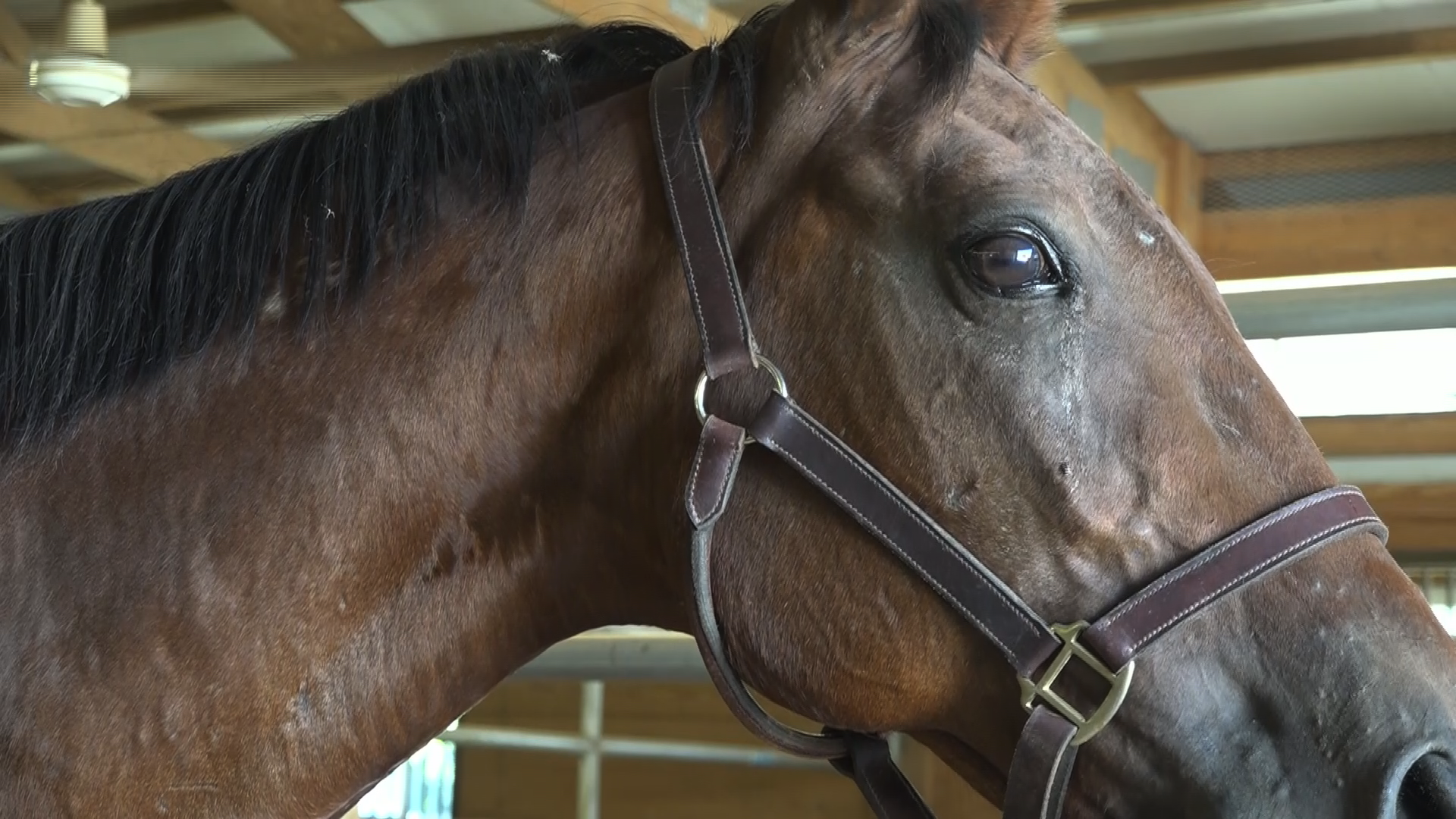 Long Meadow Rescue Ranch saved "Journey the horse" from the crash on I-44, soon after they found out she was pregnant.
