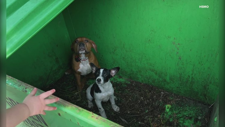 Dogs rescued from dumpster in downtown St. Louis