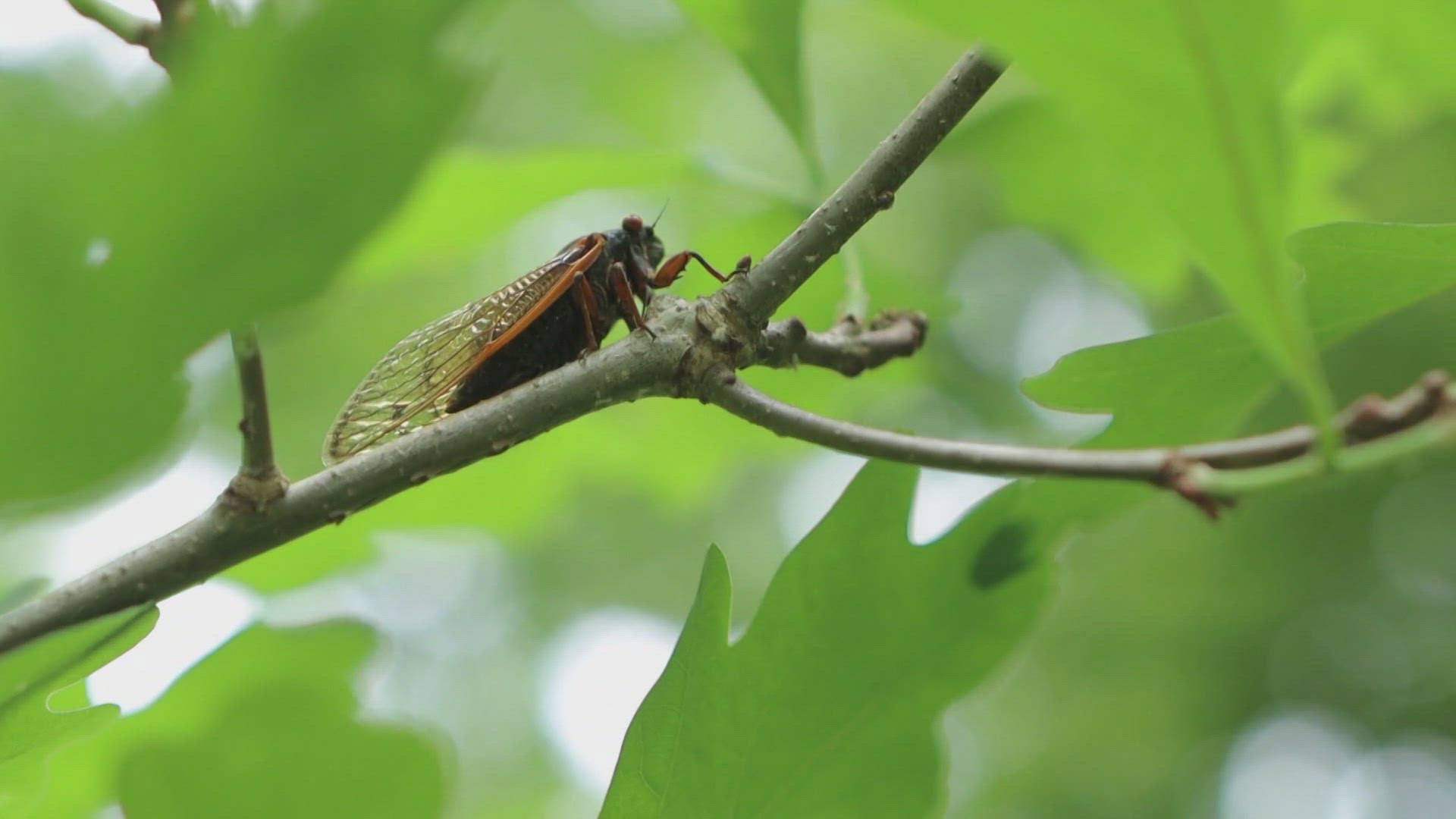 Cicadas there are so quiet in south St. Louis, people are asking if they even showed up.