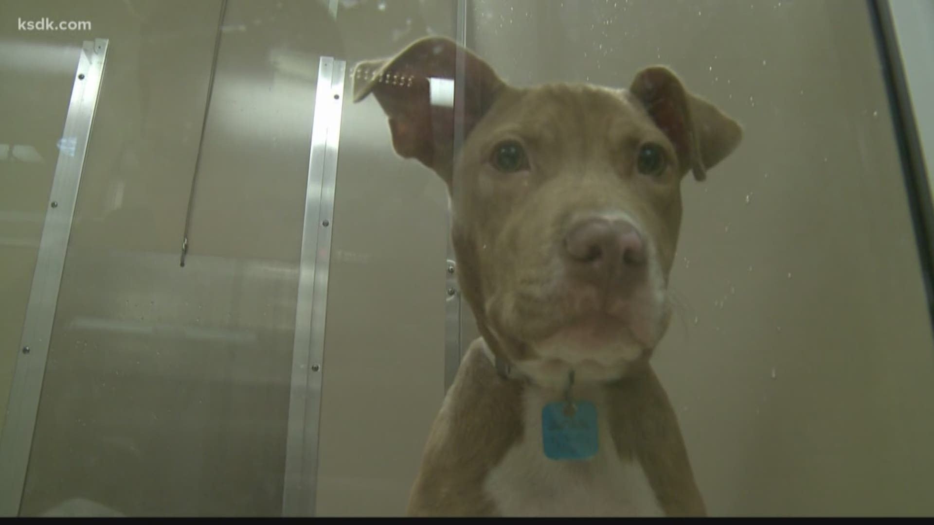Last year, then-County Executive Steve Stenger bragged that under his control animal shelter euthanization numbers were down. But now a new audit says the opposite may be true - and pet owners may have unknowingly requested their animals be put down.