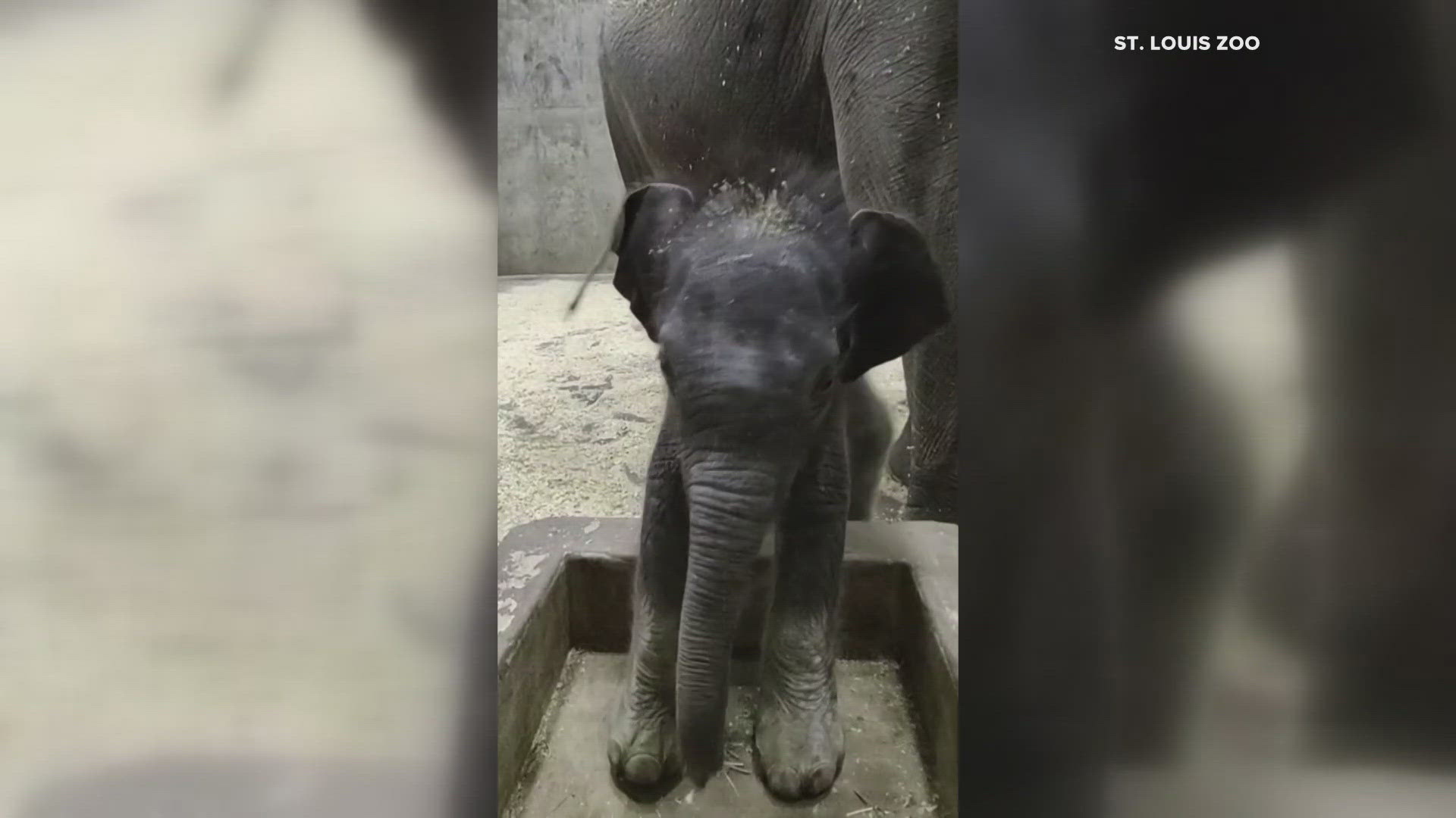 The first days of the Saint Louis Zoo's newest member were showcased in a recently released video. The new elephant just got his first weight at 262 pounds.