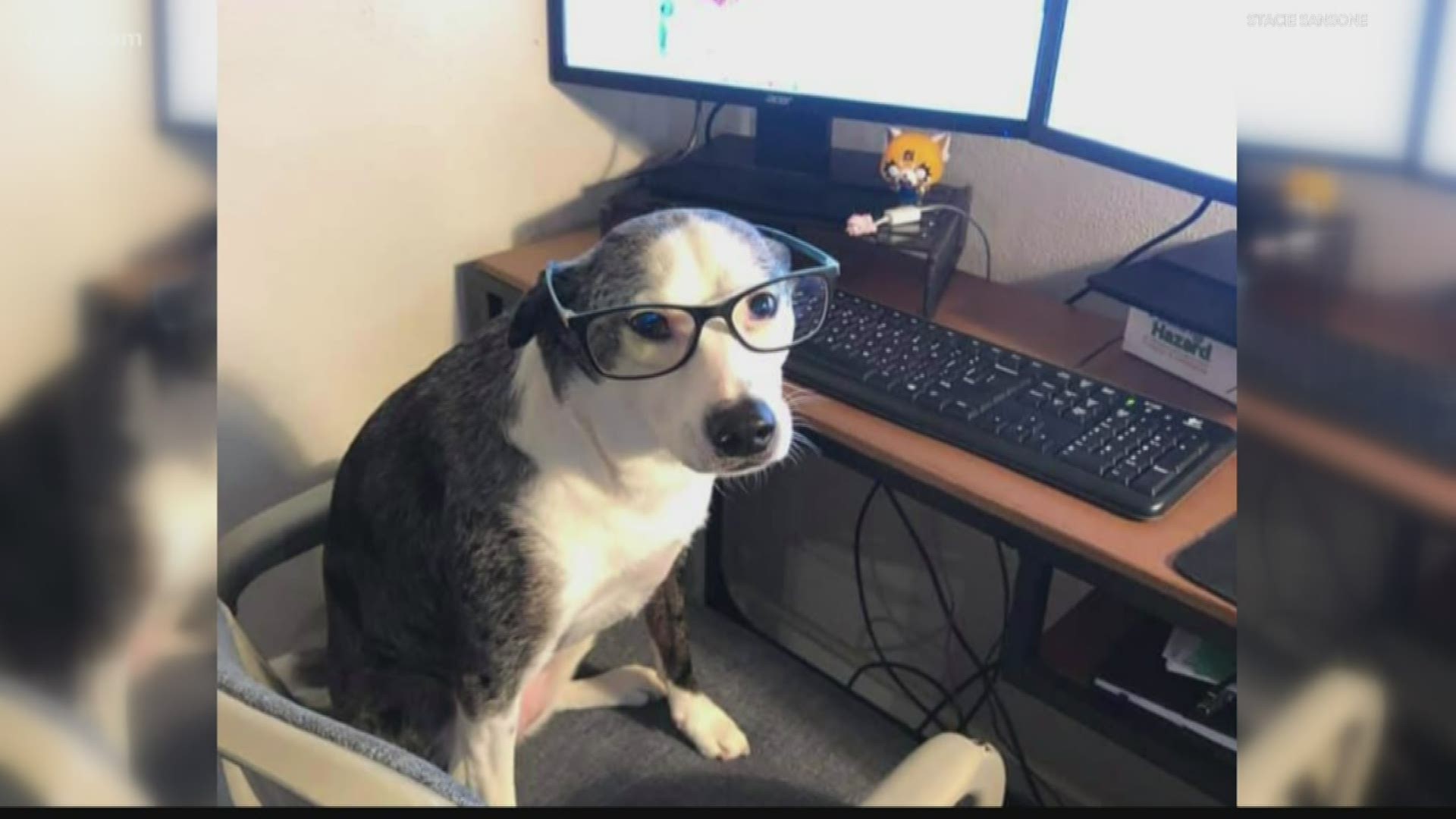People from the St. Louis area have been sharing photos of their pets while they work from home.
