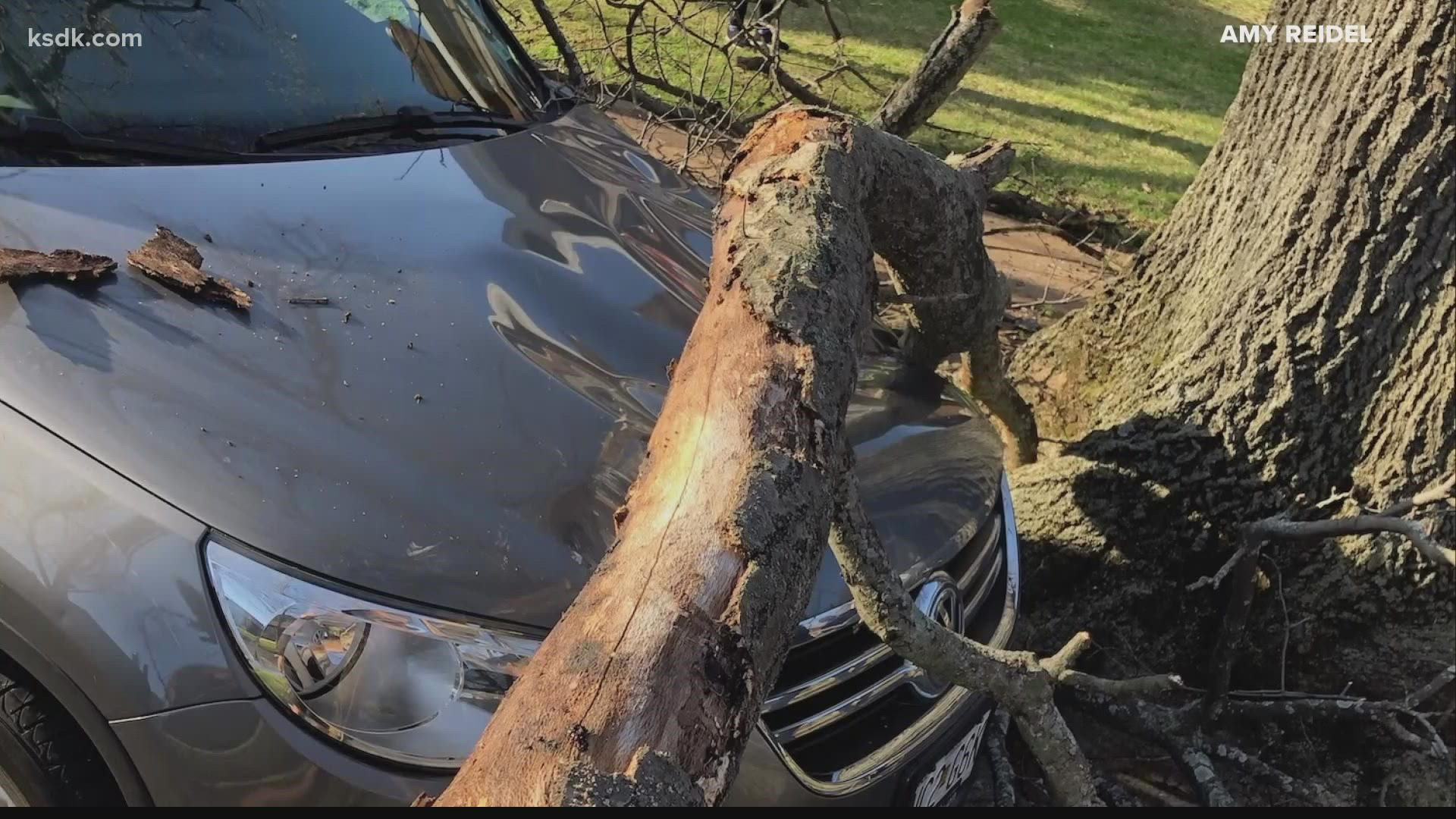 A neighborhood in South St. Louis is fed up with the city's forestry department. They say trees on their street are neglected and it's leading to property damage.