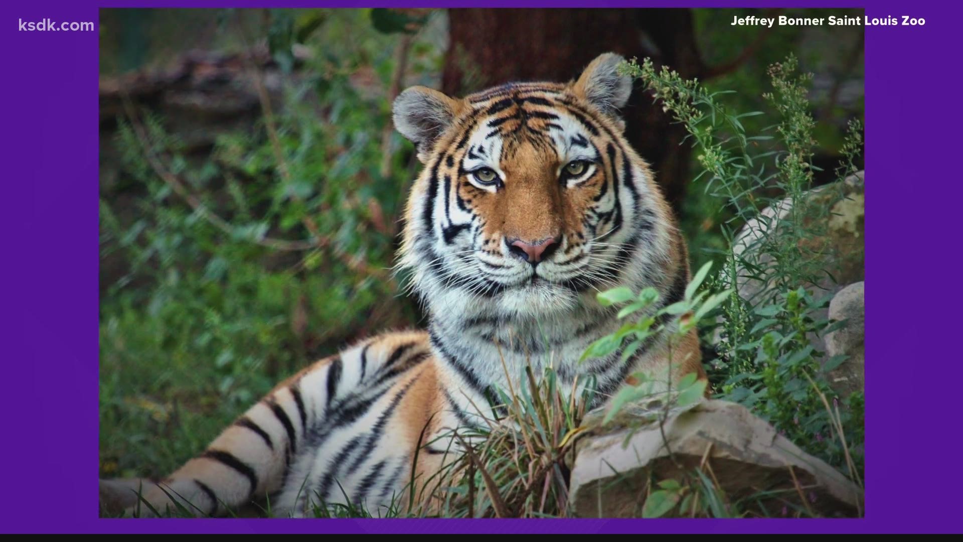 Beloved St. Louis Zoo tiger dies 