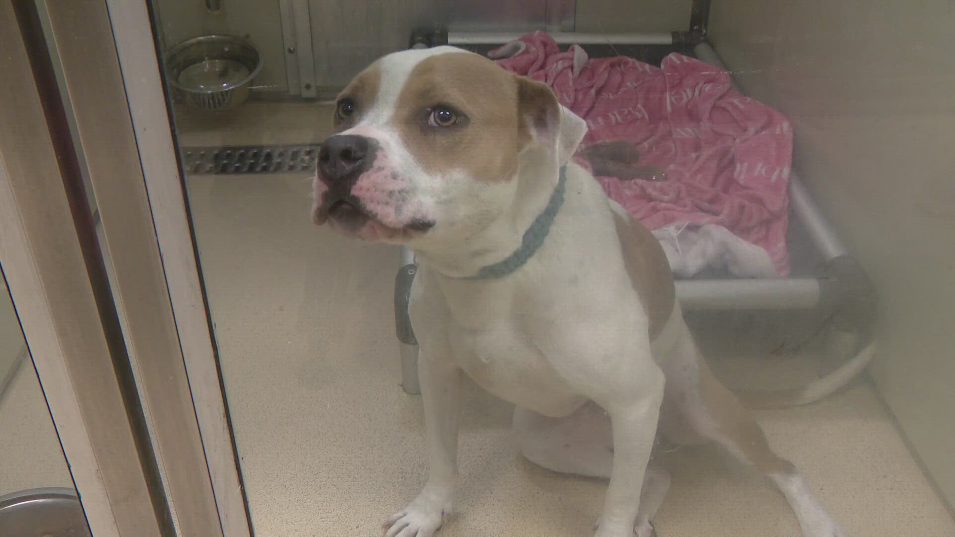 The St. Louis County Animal Care and Control Adoption Center had reopened only a week ago after an outbreak of parvovirus forced the shelter to temporarily close.