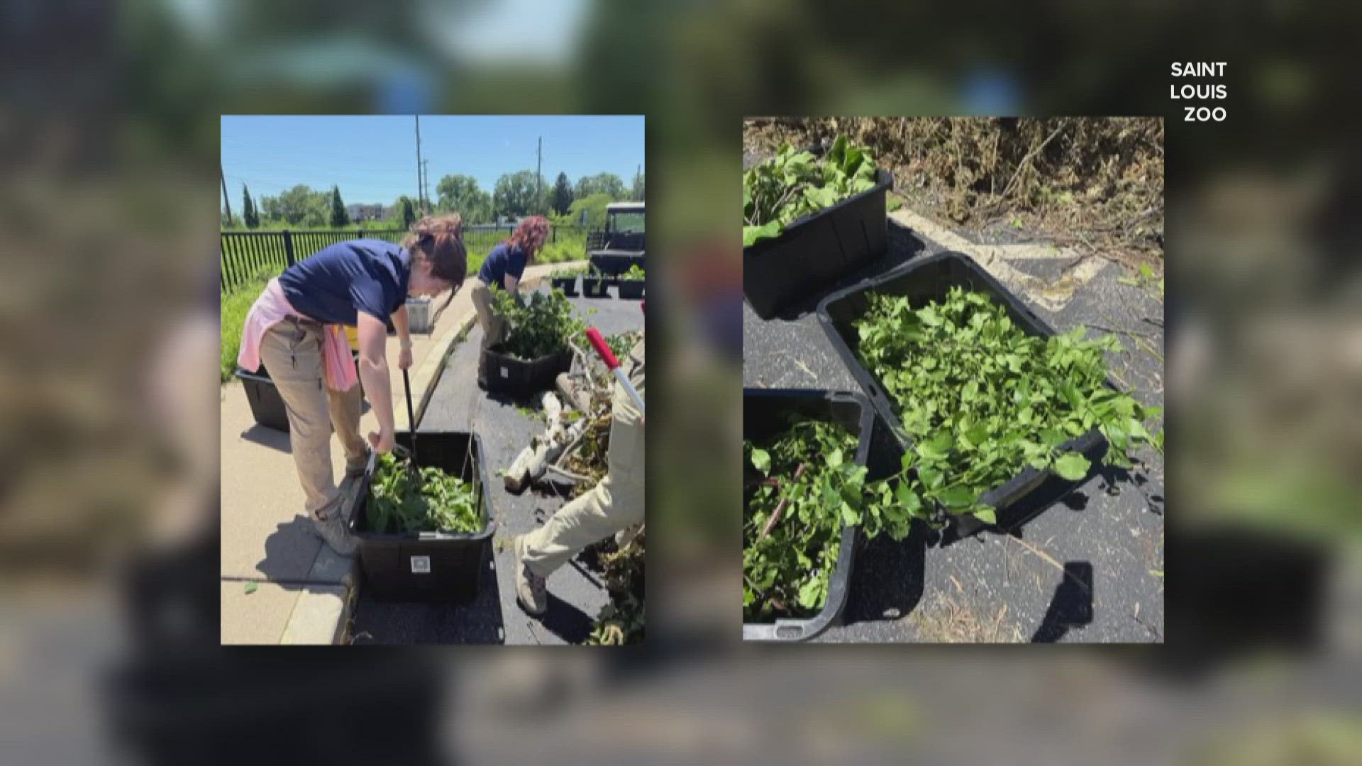 As St. Louis continues to clean up from the May 16 tornado, the Saint Louis Zoo is making the most of the mess. Zookeepers are using downed trees to feed animals.