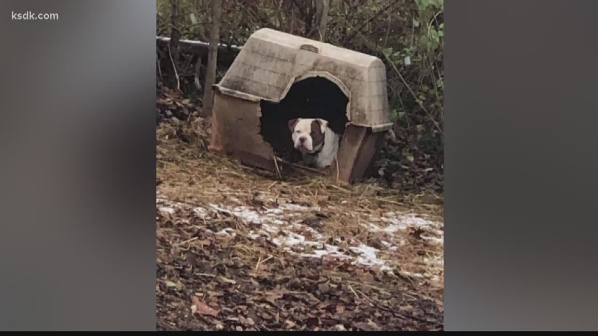 A resident who used to be an animal control officer says dogs throughout the county are being left unattended as wind chills drop into the negatives.