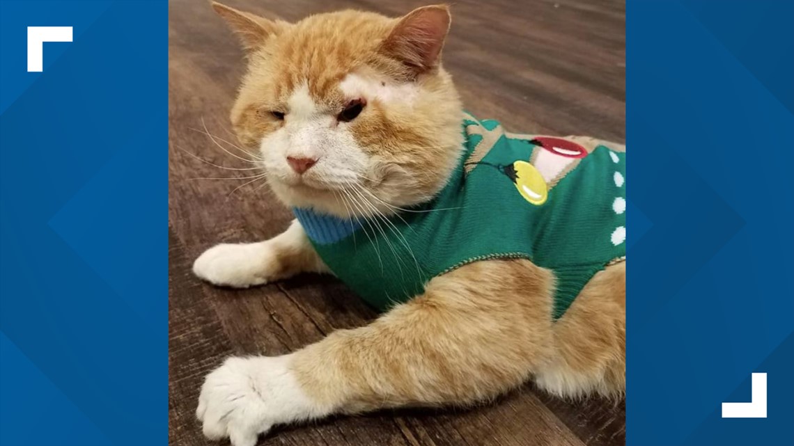 St. Louis cats, Beloved cat adopted by nursing home