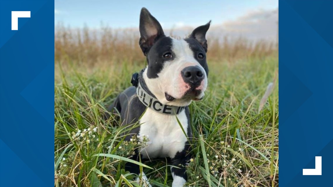 New Haven K9 helps make drug bust