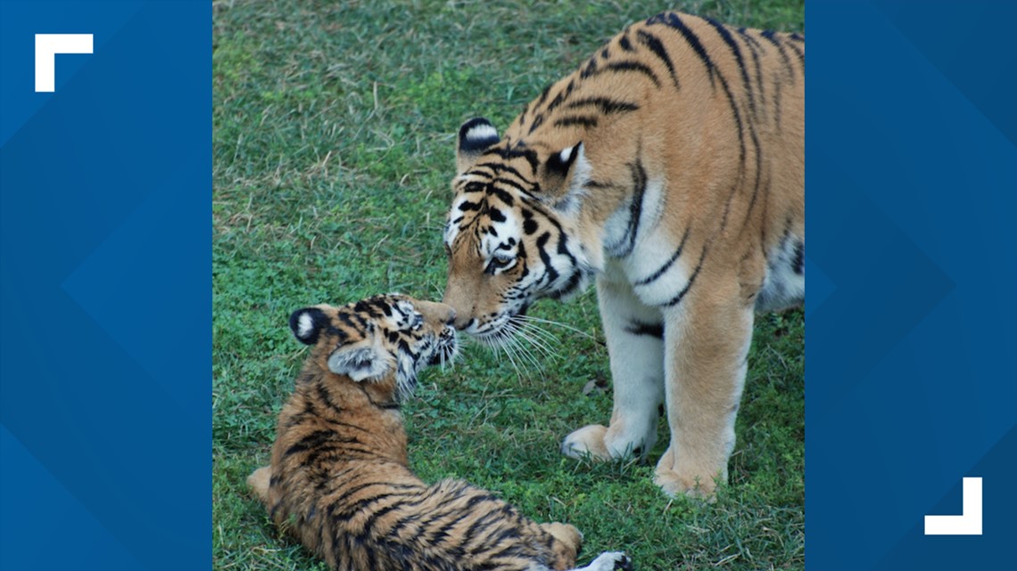 Beloved St. Louis Zoo tiger dies | ksdk.com