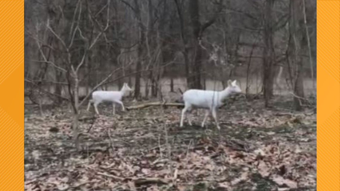 St. Louis County news Rare albino deer caught on camera