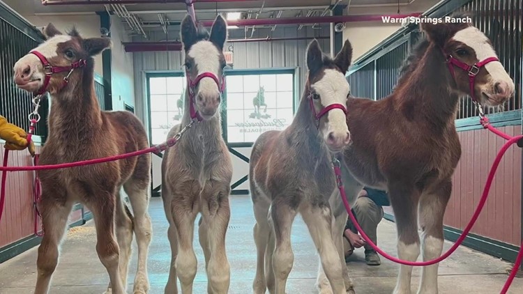 Home of Budweiser Clydesdales gearing up for 2023 season