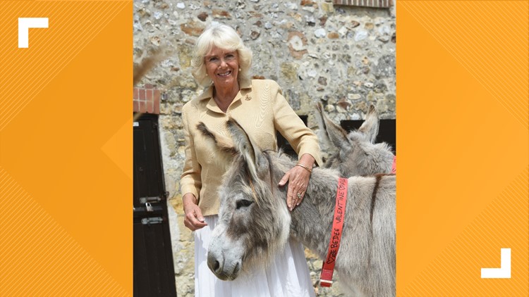 Camilla and donkeys make for a magnificent birthday