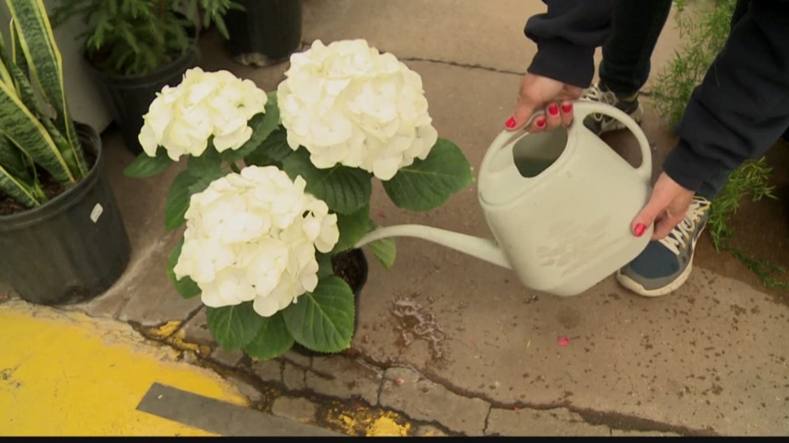 Protect your plants from the possible first frost of the fall