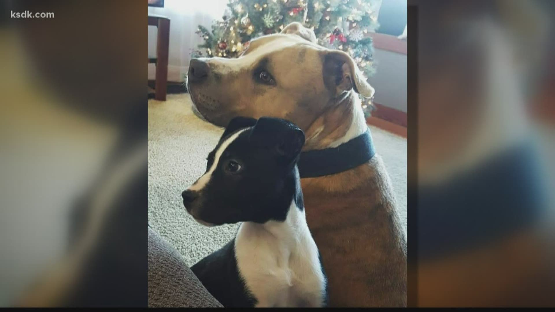 A mom is asking police for answers after her family's two dogs were found shot to death in Illinois.