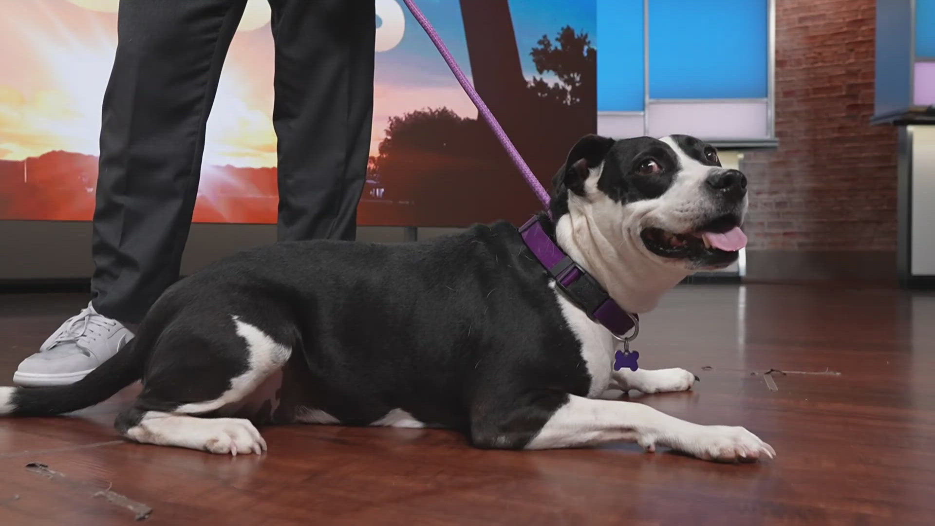 Every weekday on Today in St. Louis, Sammy's Stars features pets for adoption and pets at home.