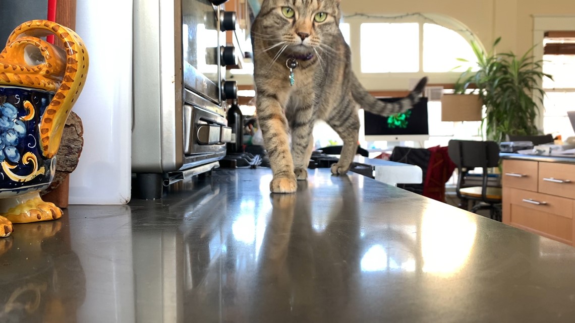 How pets can make you sick