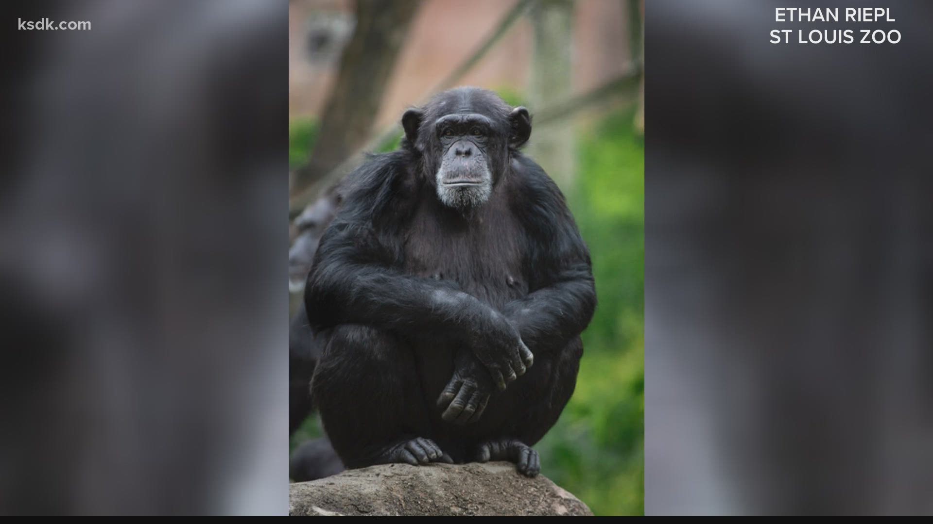 How the Saint Louis Zoo found out about chimpanzee pregnancy | ksdk.com