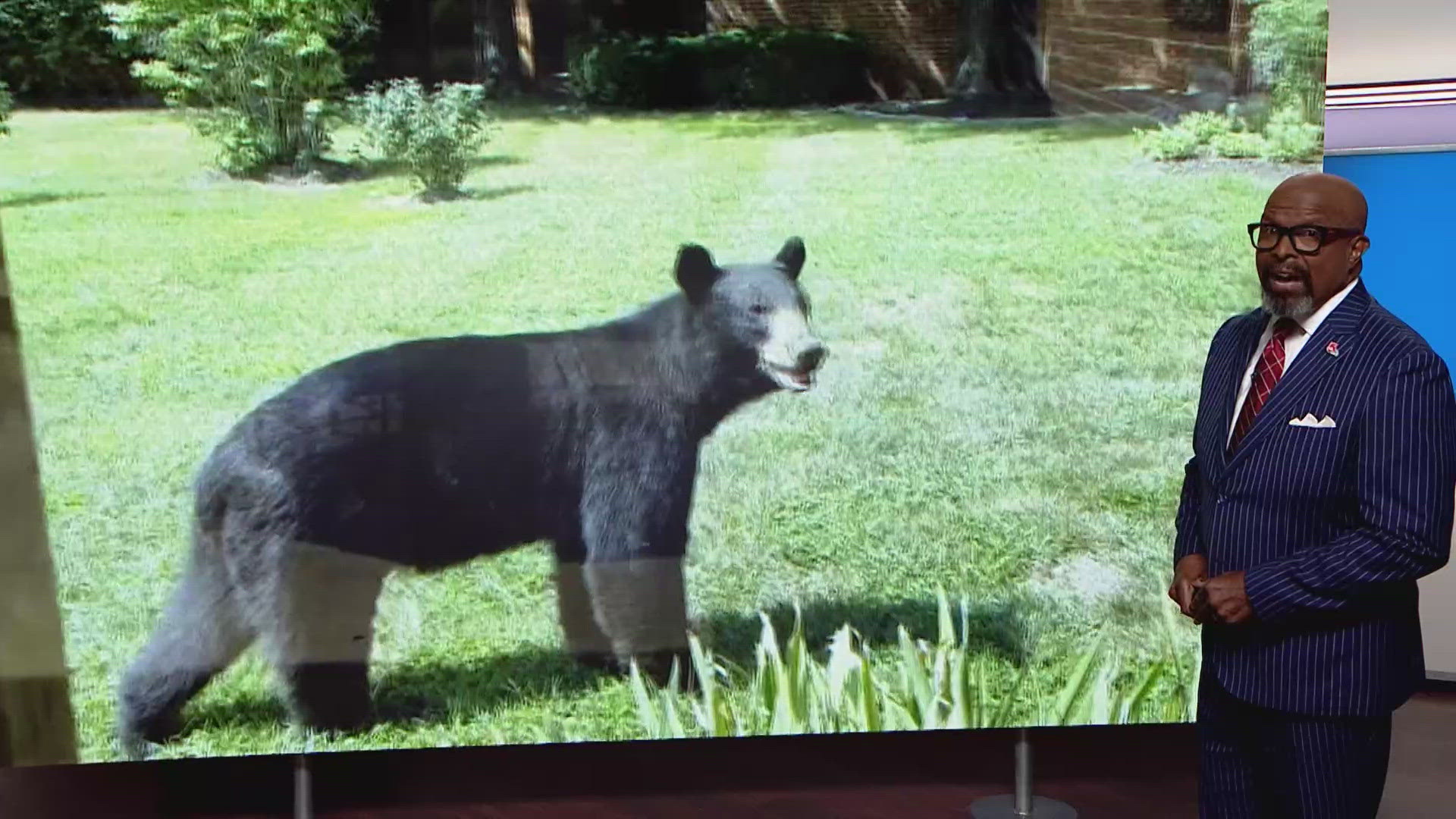 Any trash cans, pet food, bird feeders or grills and smokers stored outside in Affton should be brought inside after multiple black bear sightings were reported.