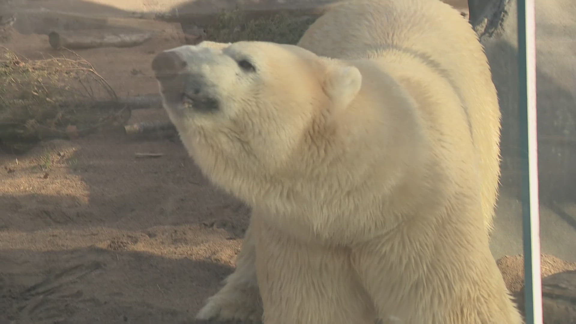 The Saint Louis Zoo is launching a new initiative to protect polar bears. This is the Zoo's 17th wild care institute center.