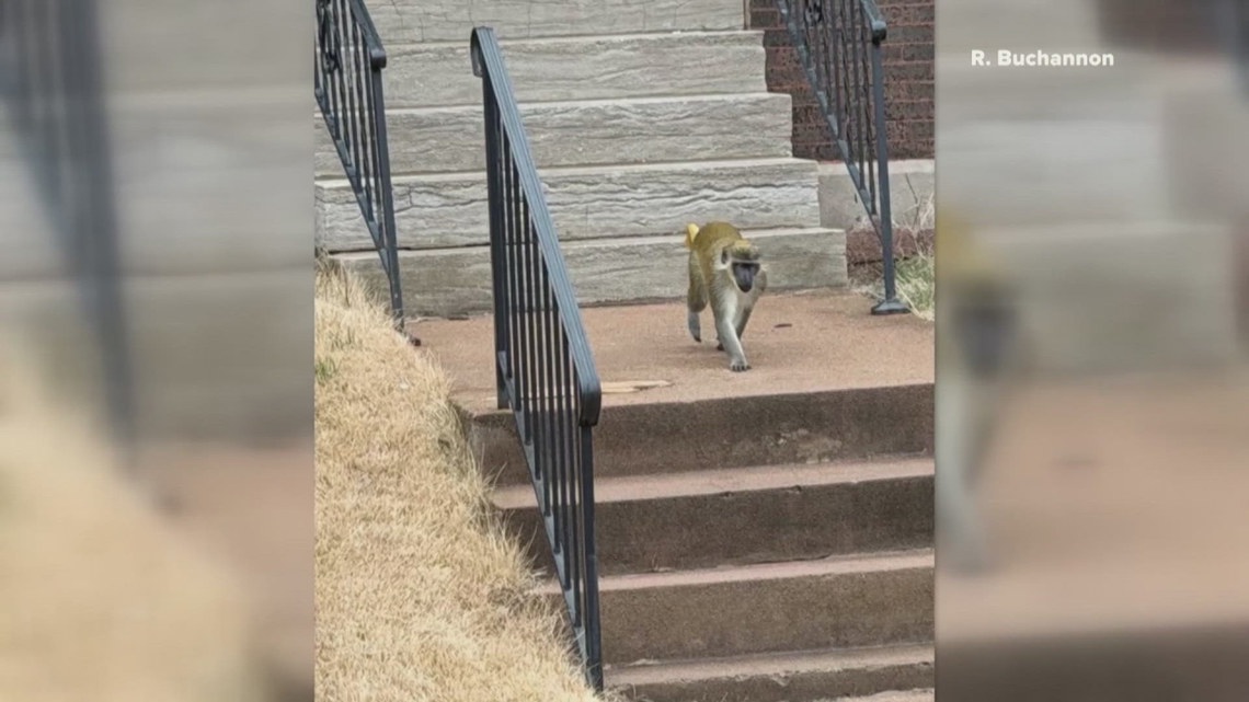 Search continues for monkeys loose in north St. Louis