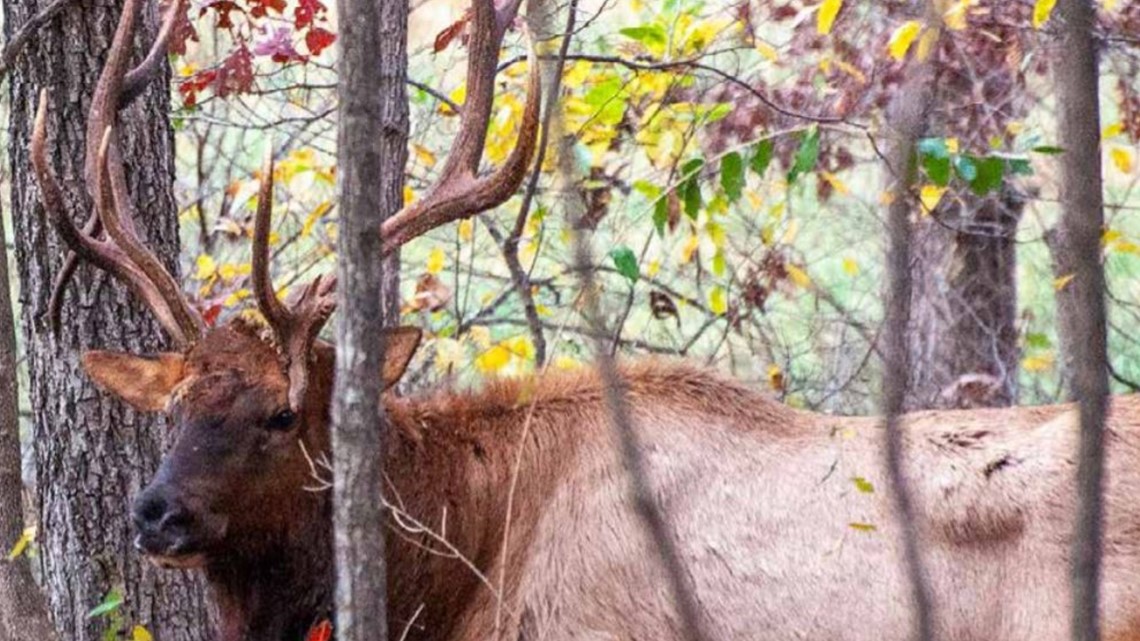 Missouri's first elkhunting season to happen this fall