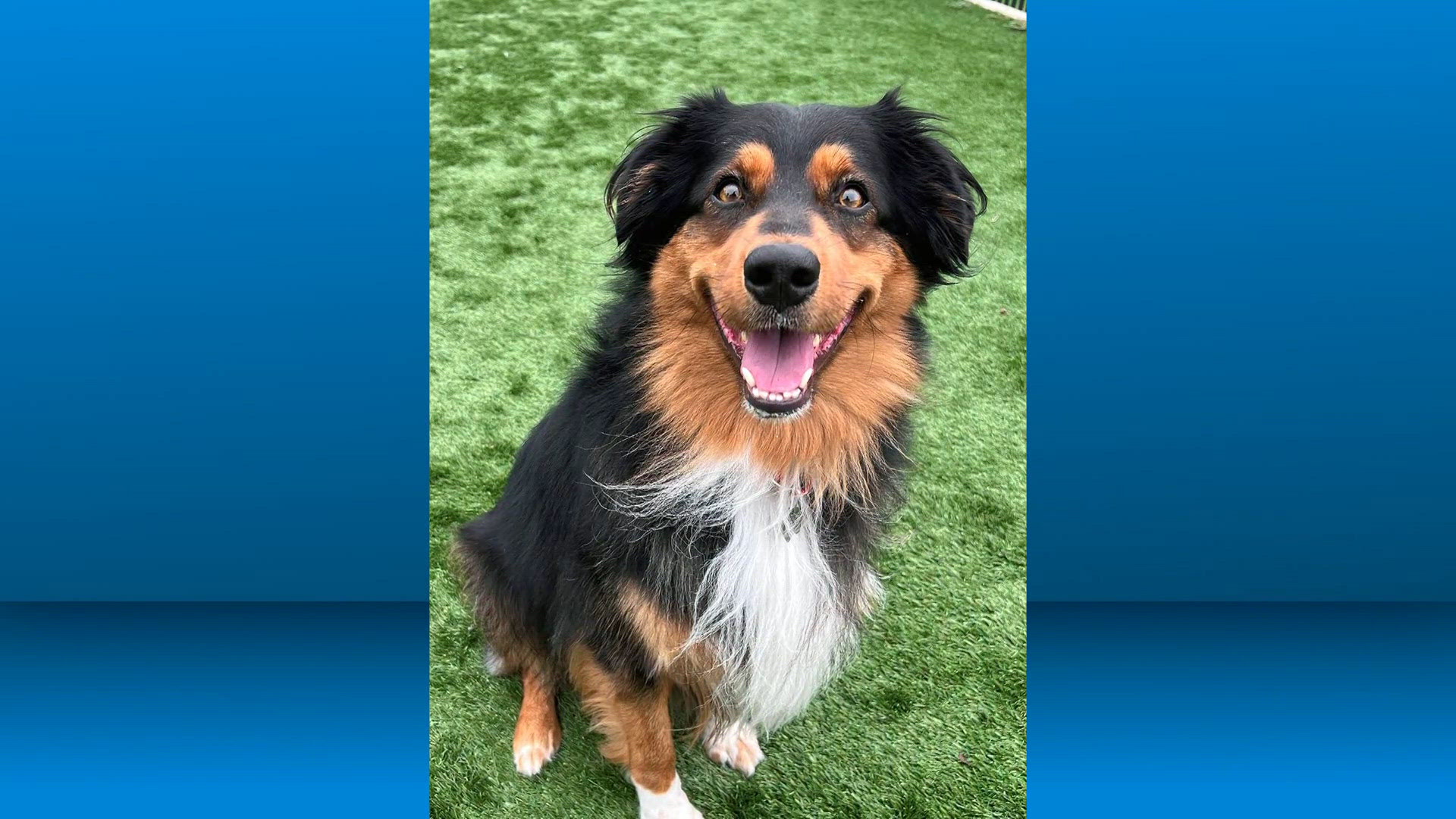 Pet for adoption: Sept. 23, 2026