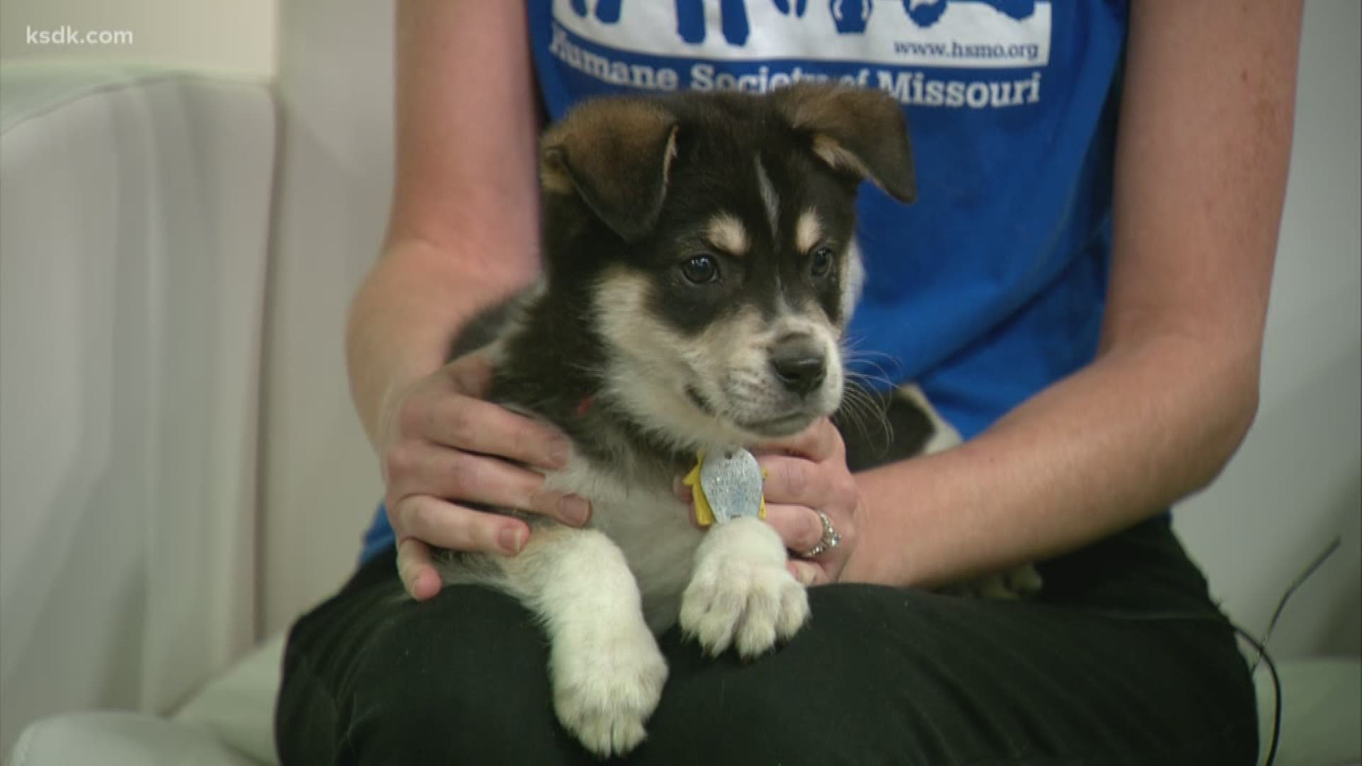 Tune in tonight for the Humane Society of Missouri’s Second Chances Telethon at 8PM!
