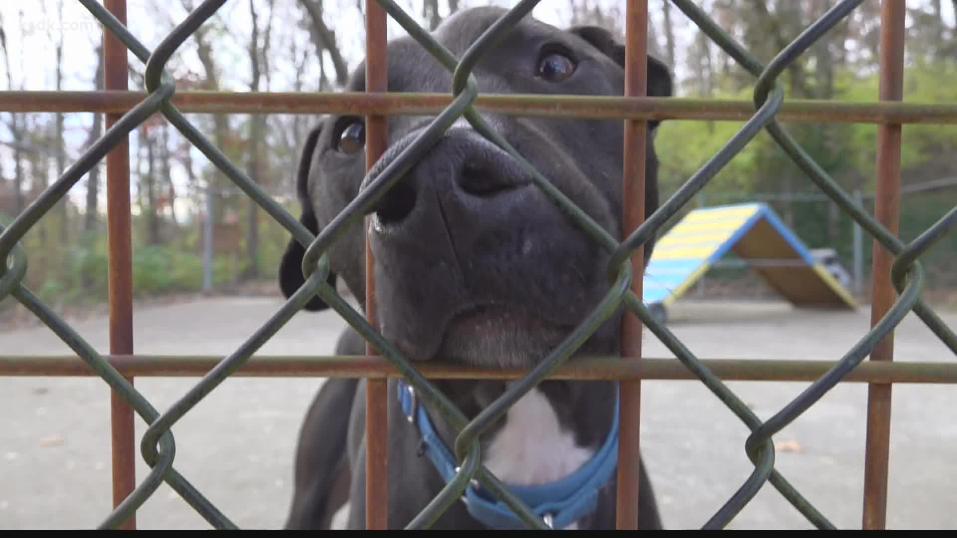 Shelter sees high intake of pandemic pets, low adoption rates 