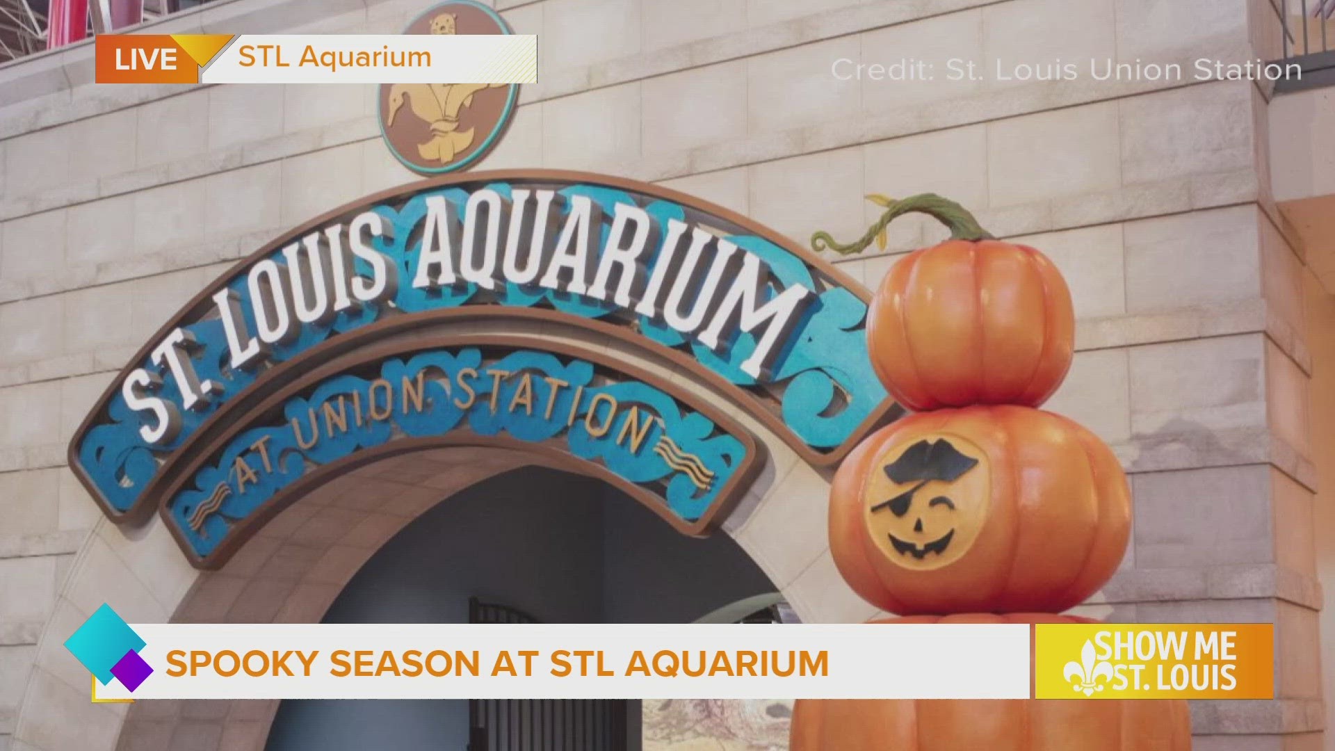 Pirates and Pumpkins includes special Trick or Treat Fridays and Saturdays in October from 5-8pm at the St. Louis Aquarium. Swim in for extra fun!