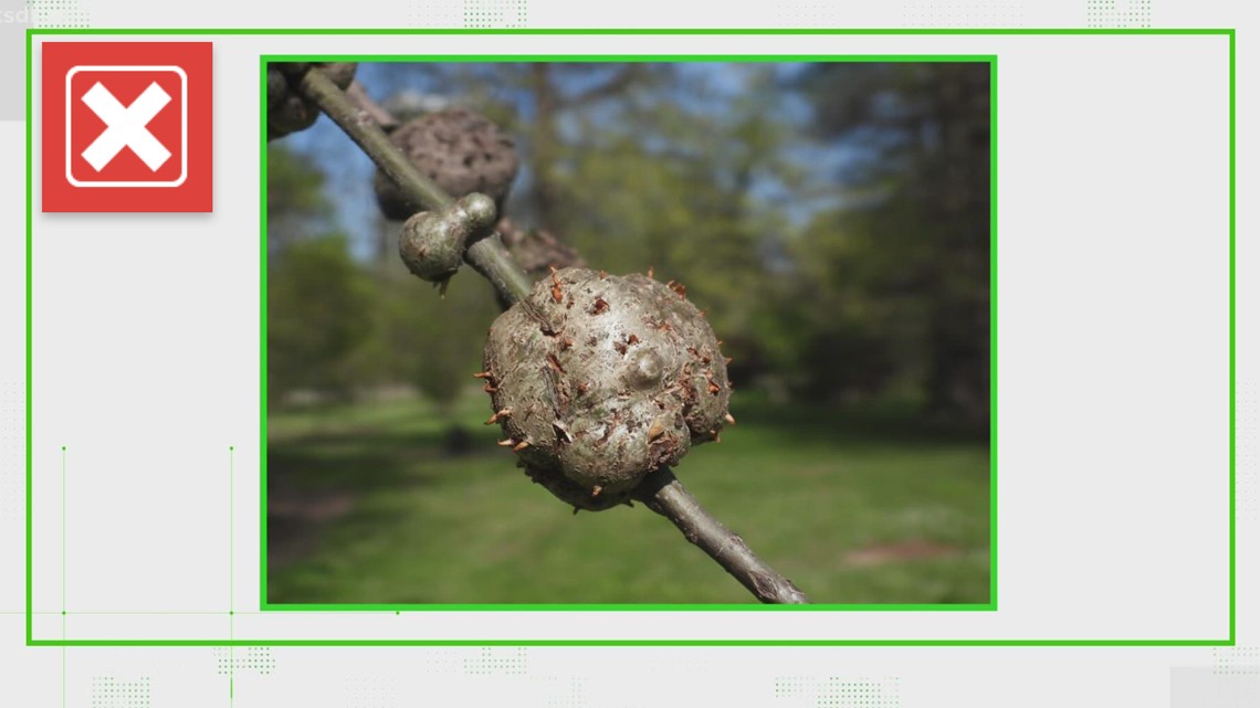 No, there is no cure for oak galls caused pests | ksdk.com