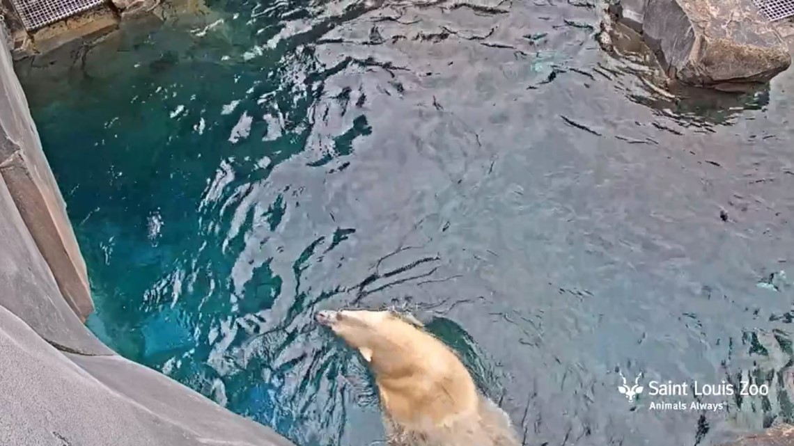 St. Louis Zoo hosting 24/7 animal livestream | ksdk.com