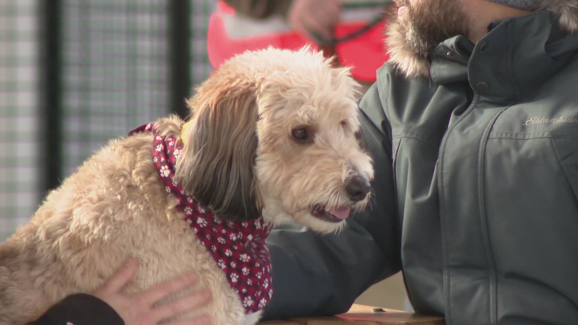 St. Louis' K9 Garden closing less than a year after opening