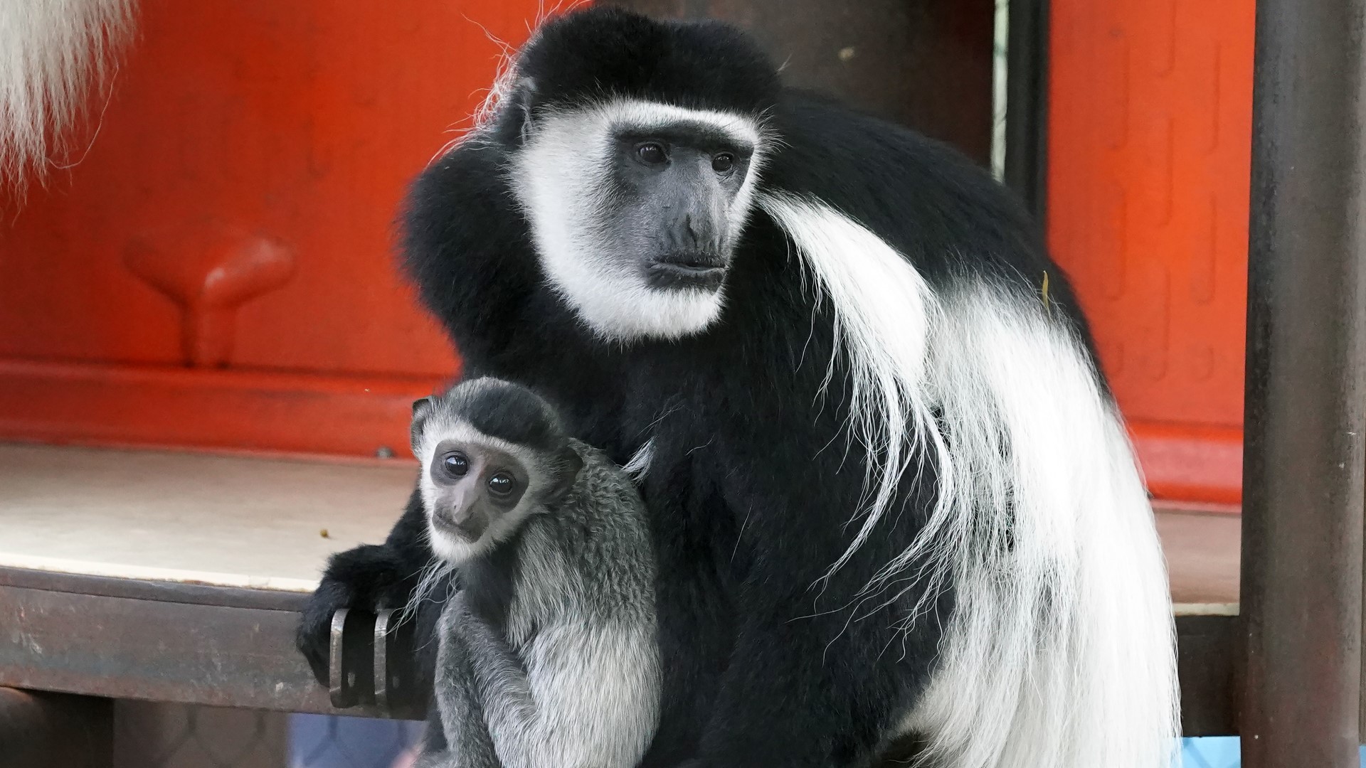 Saint Louis Zoo's new primate exhibit is like a treehouse for all