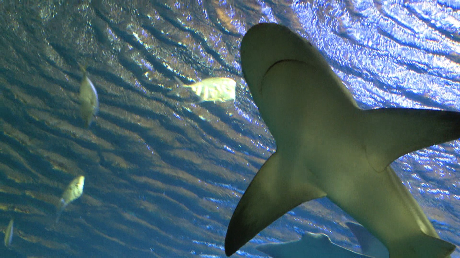 St. Louis Aquarium A first look at Shark Canyon